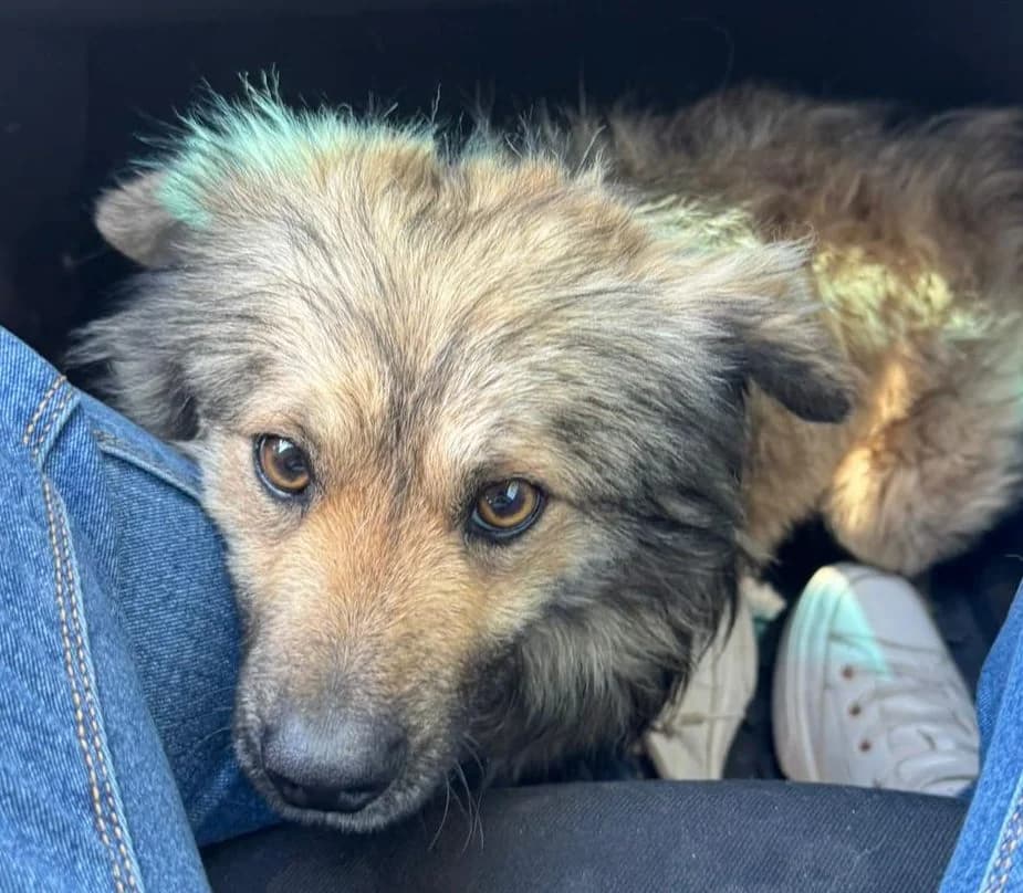 Teddy, male 4yo Mixed Breed for adoption at Rescued Souls e.V.