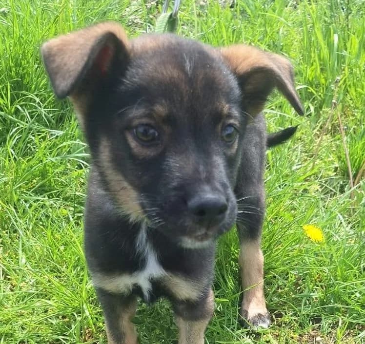 Simba, male puppy Mixed Breed for adoption at Rescued Souls e.V., Pfinztal