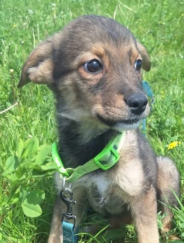 Nala, female puppy Mixed Breed for adoption at Rescued Souls e.V., Pfinztal
