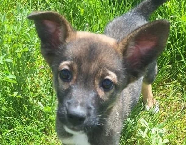 Chiara, female puppy Mixed Breed for adoption at Rescued Souls e.V., Pfinztal