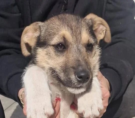 Conny, female puppy Mixed Breed for adoption at Rescued Souls e.V., Pfinztal