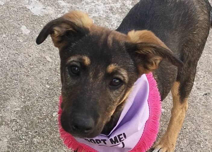 Maggie, female puppy Mixed Breed for adoption at Rescued Souls e.V., Pfinztal