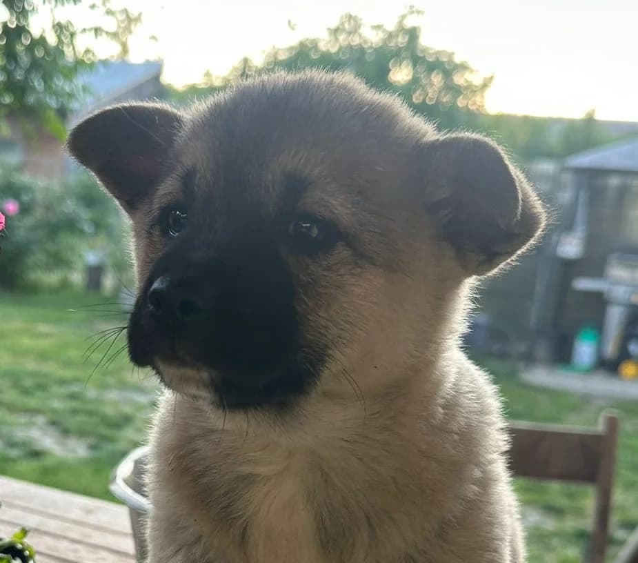 Hanna, Mixed Breed (Rescued Souls e.V.)