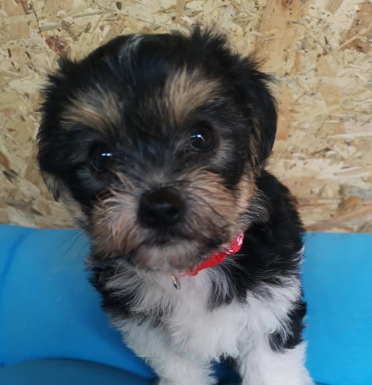 Vera, female puppy Mixed Breed for adoption at Rescued Souls e.V., Pfinztal