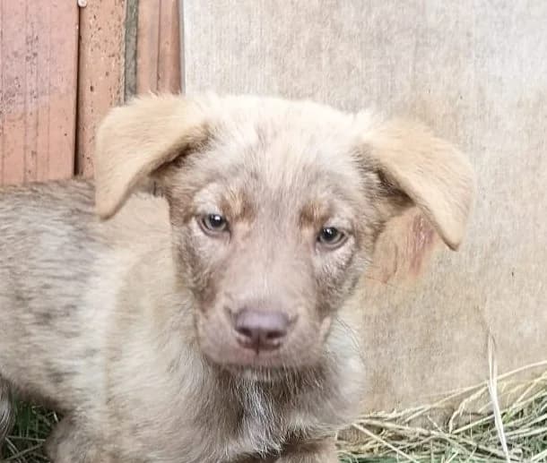 Dino, male puppy Mixed Breed for adoption at Rescued Souls e.V., Pfinztal