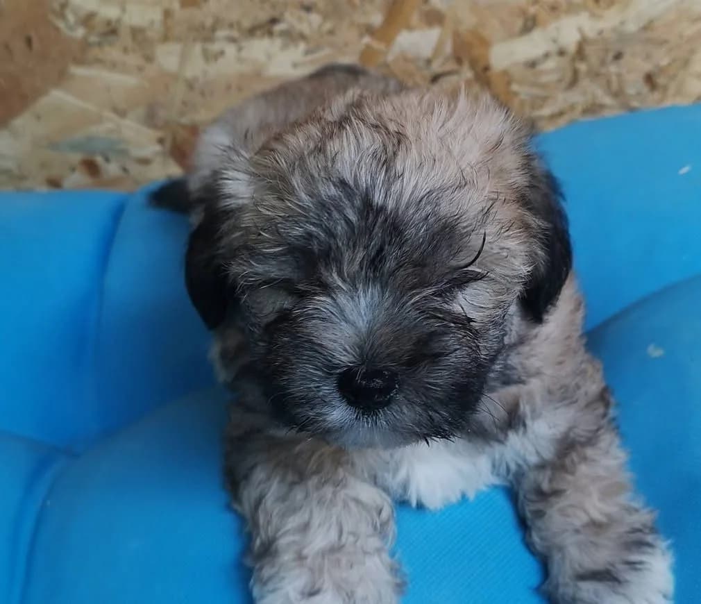 Lora, female puppy Mixed Breed for adoption at Rescued Souls e.V., Pfinztal