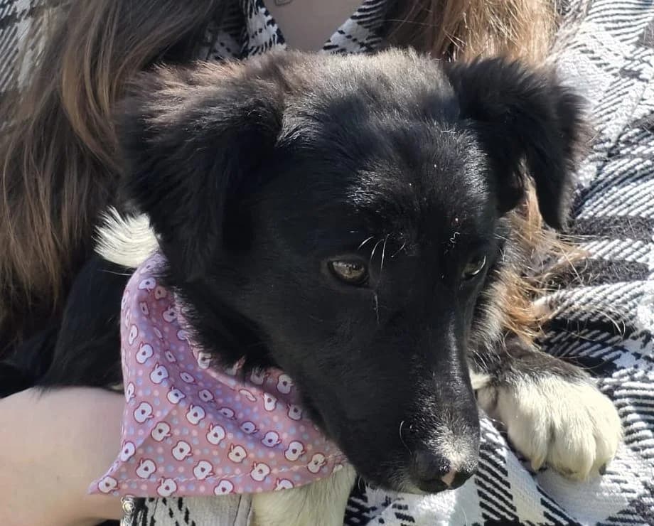 Sasha, female 5yo Mixed Breed for adoption at Rescued Souls e.V., Pfinztal
