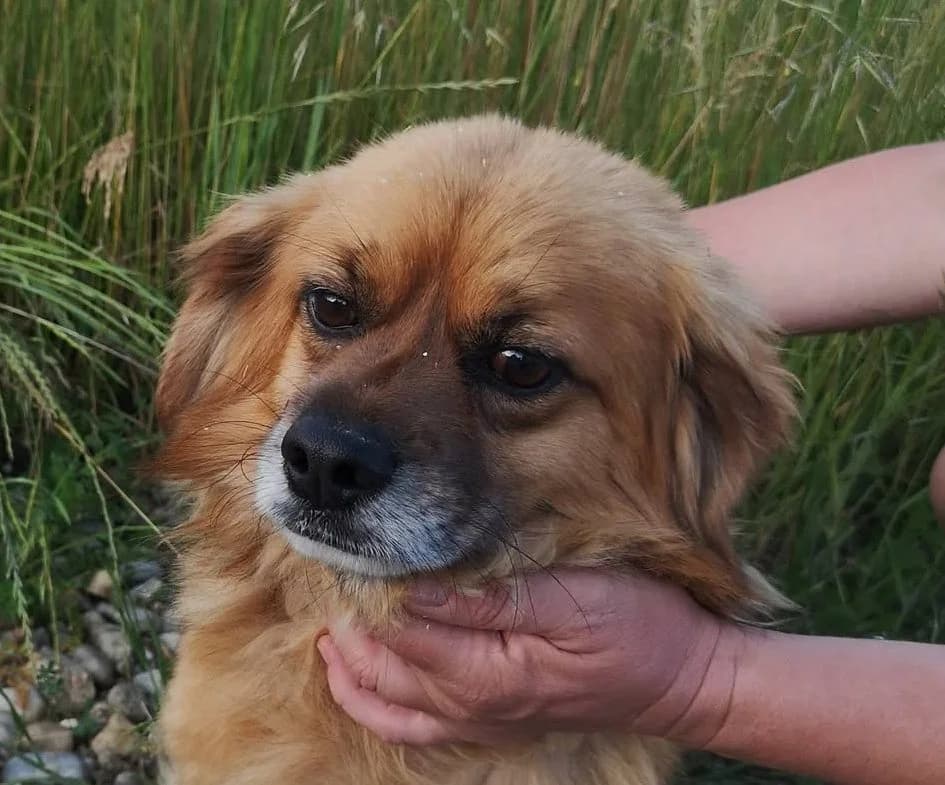 Fred, male 3yo Mixed Breed for adoption at Rescued Souls e.V., Pfinztal