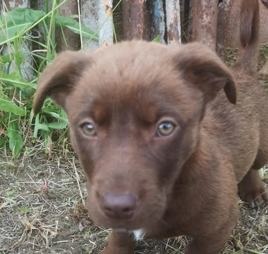Ted, male puppy Mixed Breed for adoption at Rescued Souls e.V., Pfinztal