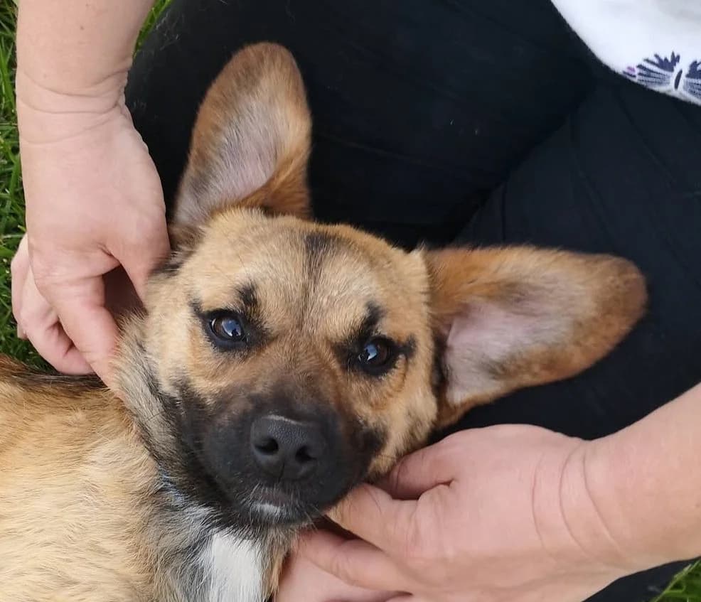 Barney, male 5yo Mixed Breed for adoption at Rescued Souls e.V., Pfinztal