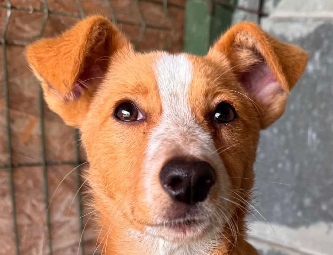 Bianca, female puppy Mixed Breed for adoption at Rescued Souls e.V., Pfinztal