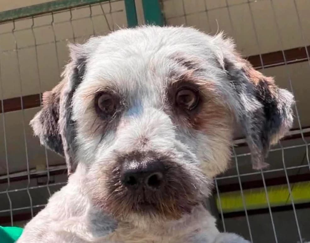 Elvis, male young Mixed Breed for adoption at Rescued Souls e.V., Pfinztal