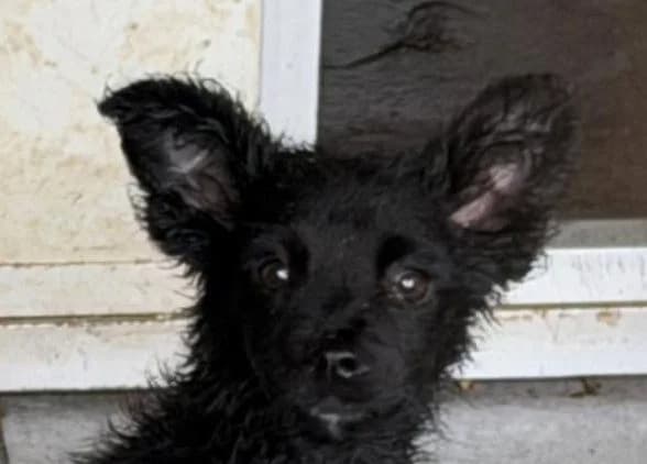 Roza, female puppy Mixed Breed for adoption at Rescued Souls e.V., Pfinztal