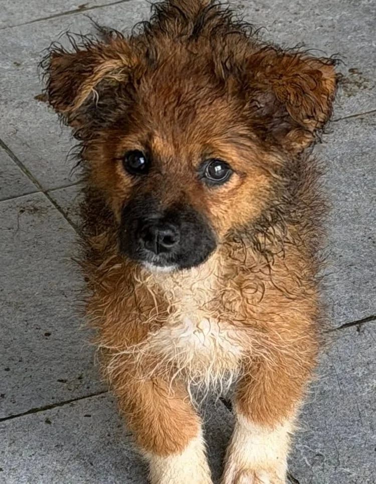 Ronny 72296 Schopfloch/Oberiflingen, male puppy Mixed Breed for adoption at Rescued Souls e.V., Pfinztal