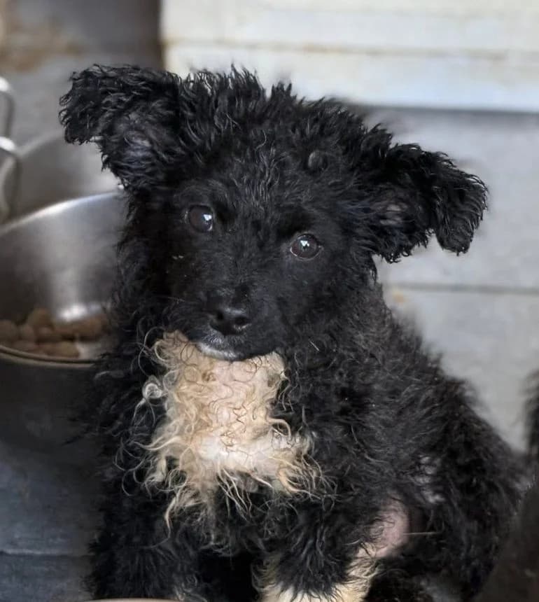 Roma, Mixed Breed (Rescued Souls e.V.)