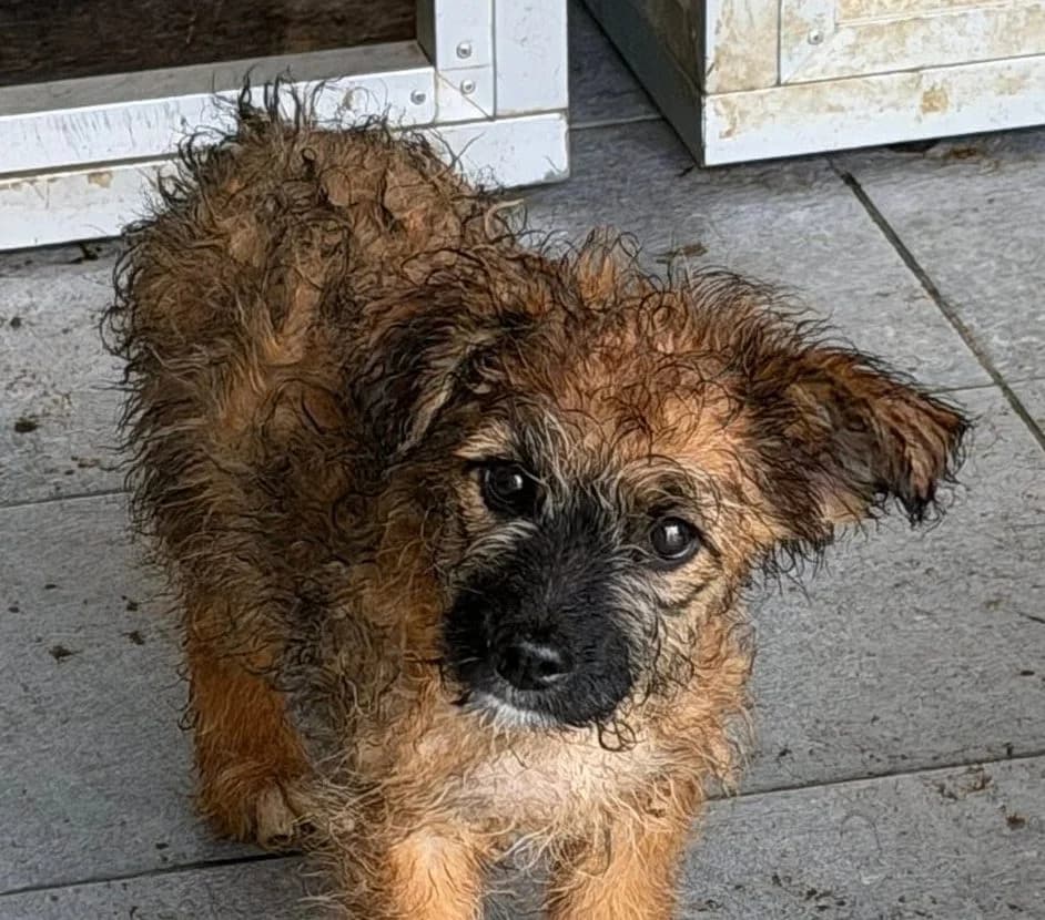 Rolly, Mixed Breed (Rescued Souls e.V.)