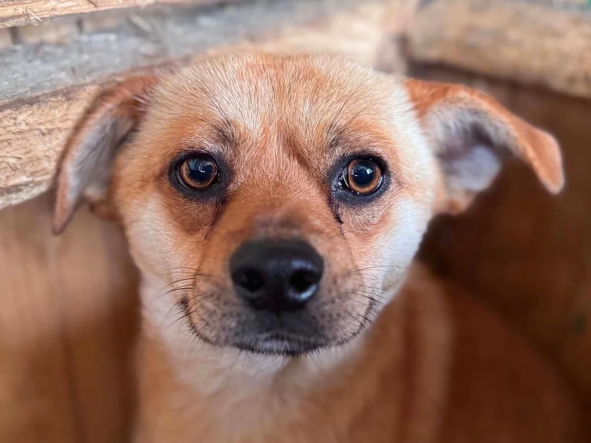 Sharky, male young Mixed Breed for adoption at Rescued Souls e.V., Pfinztal