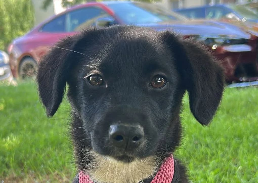Lala, female puppy Mixed Breed for adoption at Rescued Souls e.V., Pfinztal