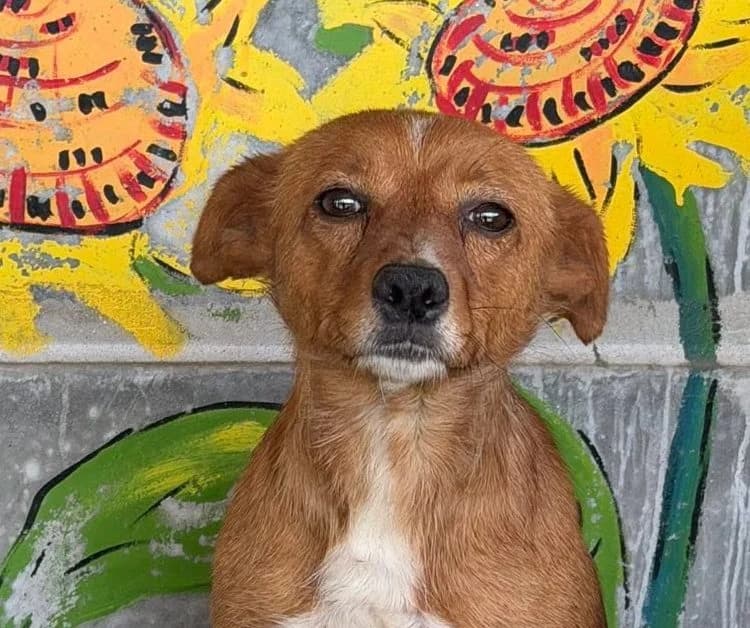 Frieda, female 3yo Mixed Breed for adoption at Rescued Souls e.V., Pfinztal
