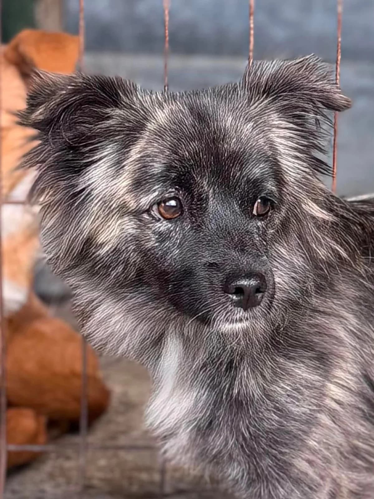 Nala, Mixed Breed (Rescued Souls e.V.)