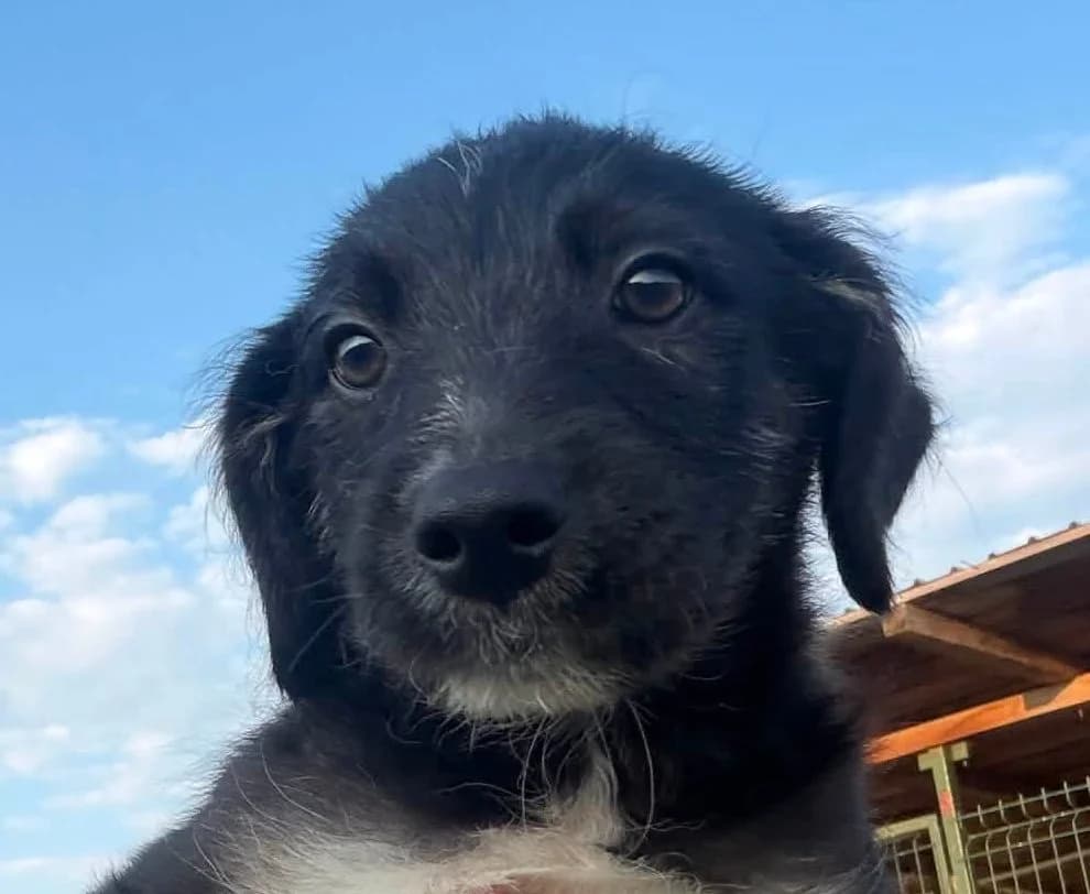 Fly, male puppy Mixed Breed for adoption at Rescued Souls e.V., Pfinztal