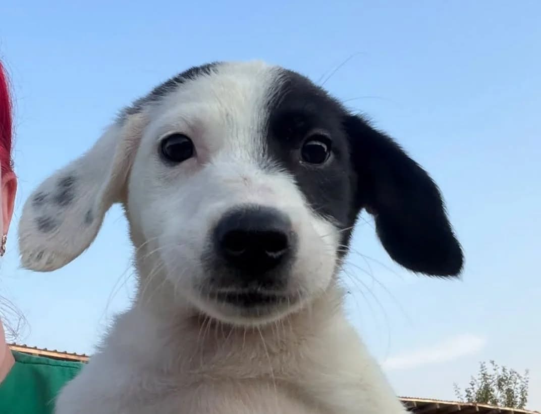 Flory, female Mixed Breed for adoption at Rescued Souls e.V., Pfinztal