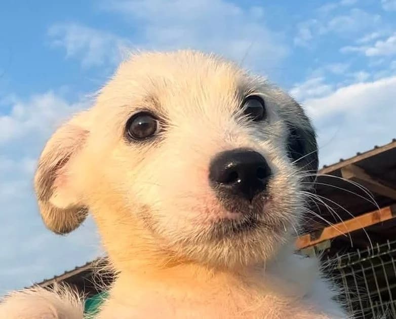 Flora, female Mixed Breed for adoption at Rescued Souls e.V., Pfinztal