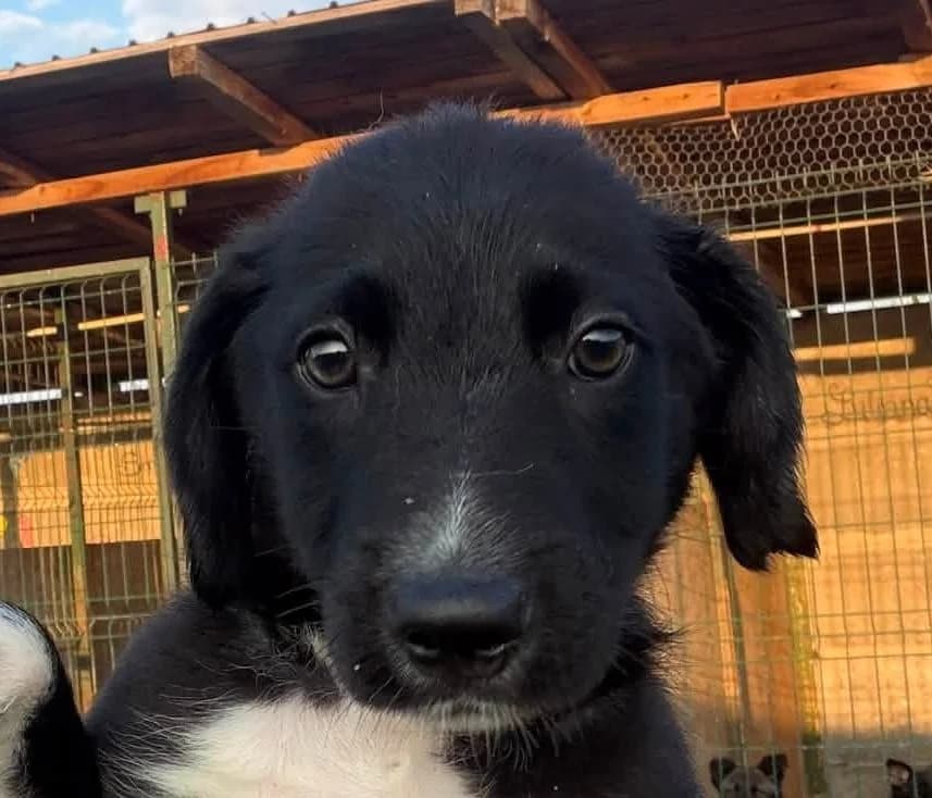 Fino, male puppy Mixed Breed for adoption at Rescued Souls e.V., Pfinztal
