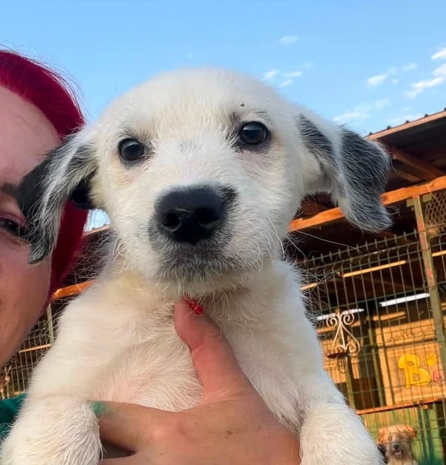 Fidolino, male Mixed Breed for adoption at Rescued Souls e.V., Pfinztal