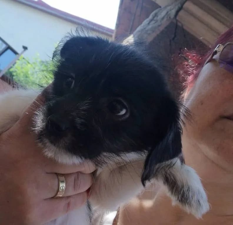 Diva, female puppy Mixed Breed for adoption at Rescued Souls e.V., Pfinztal