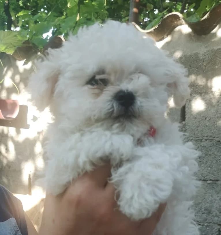 Sherlok, male puppy Mixed Breed for adoption at Rescued Souls e.V., Pfinztal