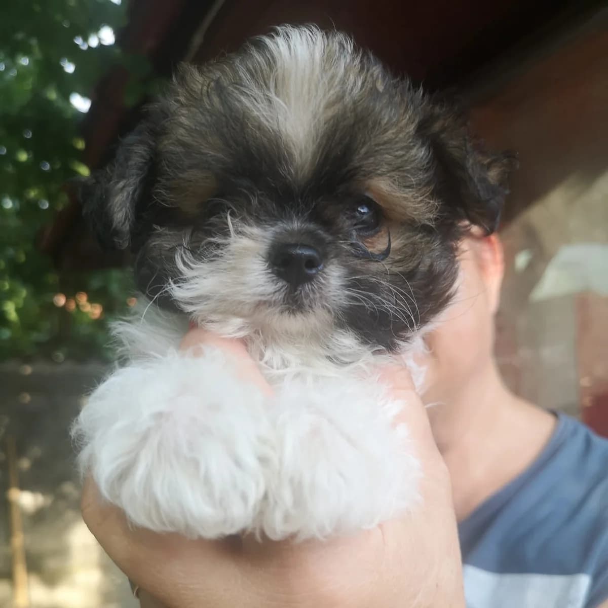 Scotty, male puppy Mixed Breed for adoption at Rescued Souls e.V., Pfinztal