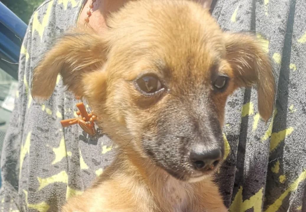 Sasa, female puppy Mixed Breed for adoption at Rescued Souls e.V., Pfinztal