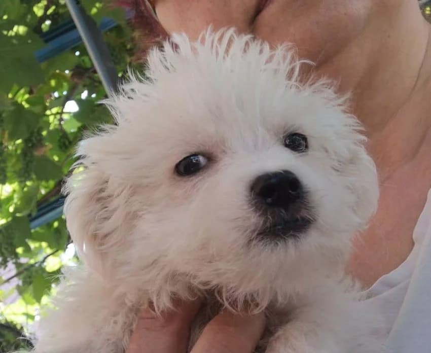 Mark, male puppy Mixed Breed for adoption at Rescued Souls e.V., Pfinztal