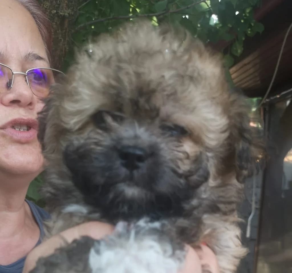 Sia, female puppy Mixed Breed for adoption at Rescued Souls e.V., Pfinztal
