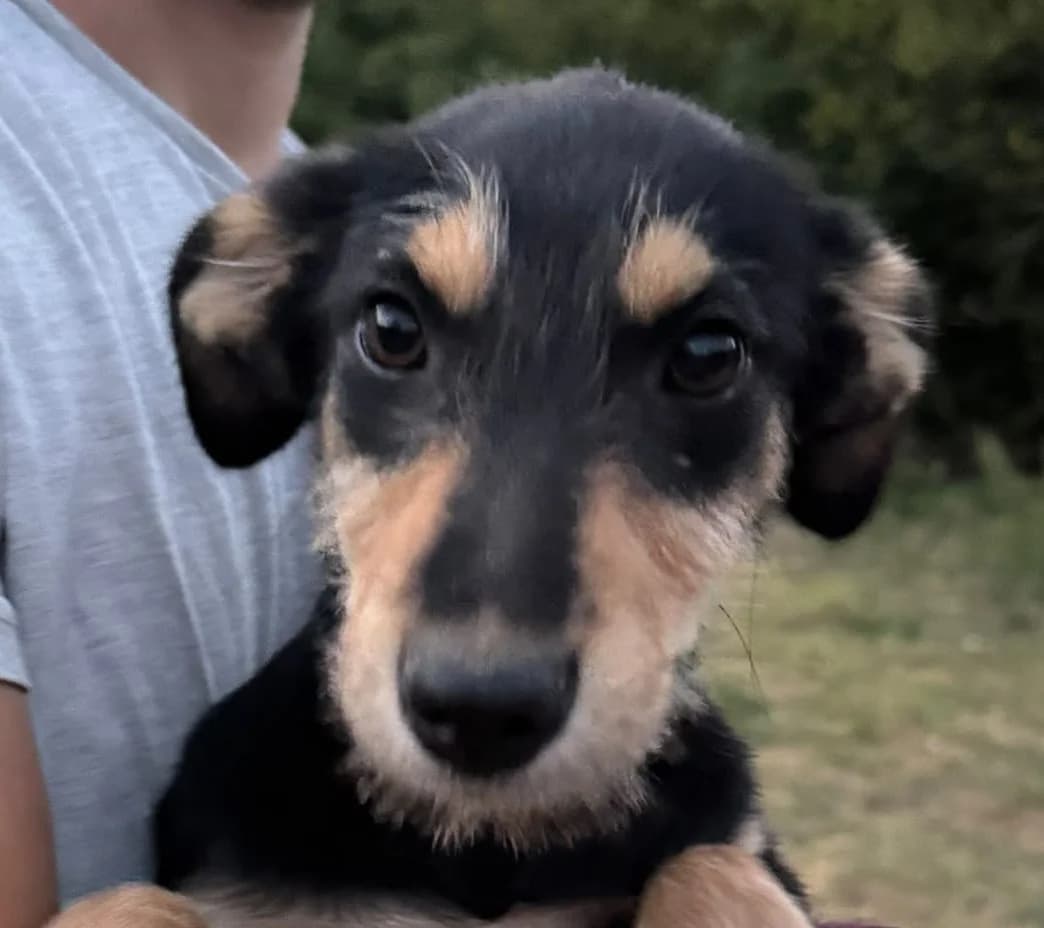 Bina, female puppy Mixed Breed for adoption at Rescued Souls e.V., Pfinztal