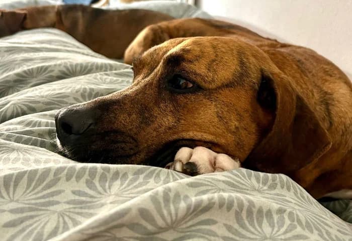Tyson,  Rhodesian Ridgeback for adoption at Rhodesian Ridgeback in Not, Lübeck
