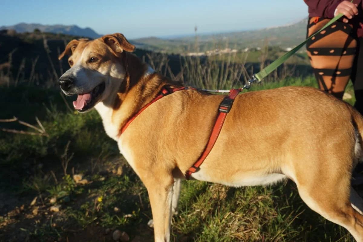 Vicky, hellbraun-weiß female senior Mixed Breed for adoption at Rifugio Canalba e.V.
