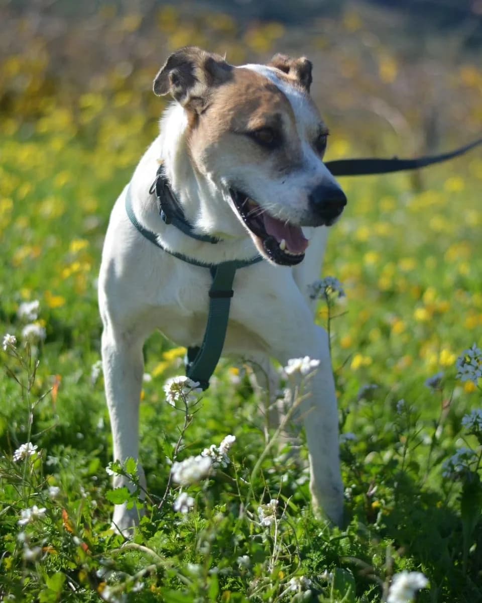 Bobby, weiß-hellbraun male senior American Staffordshire Terrier for adoption at Rifugio Canalba e.V.