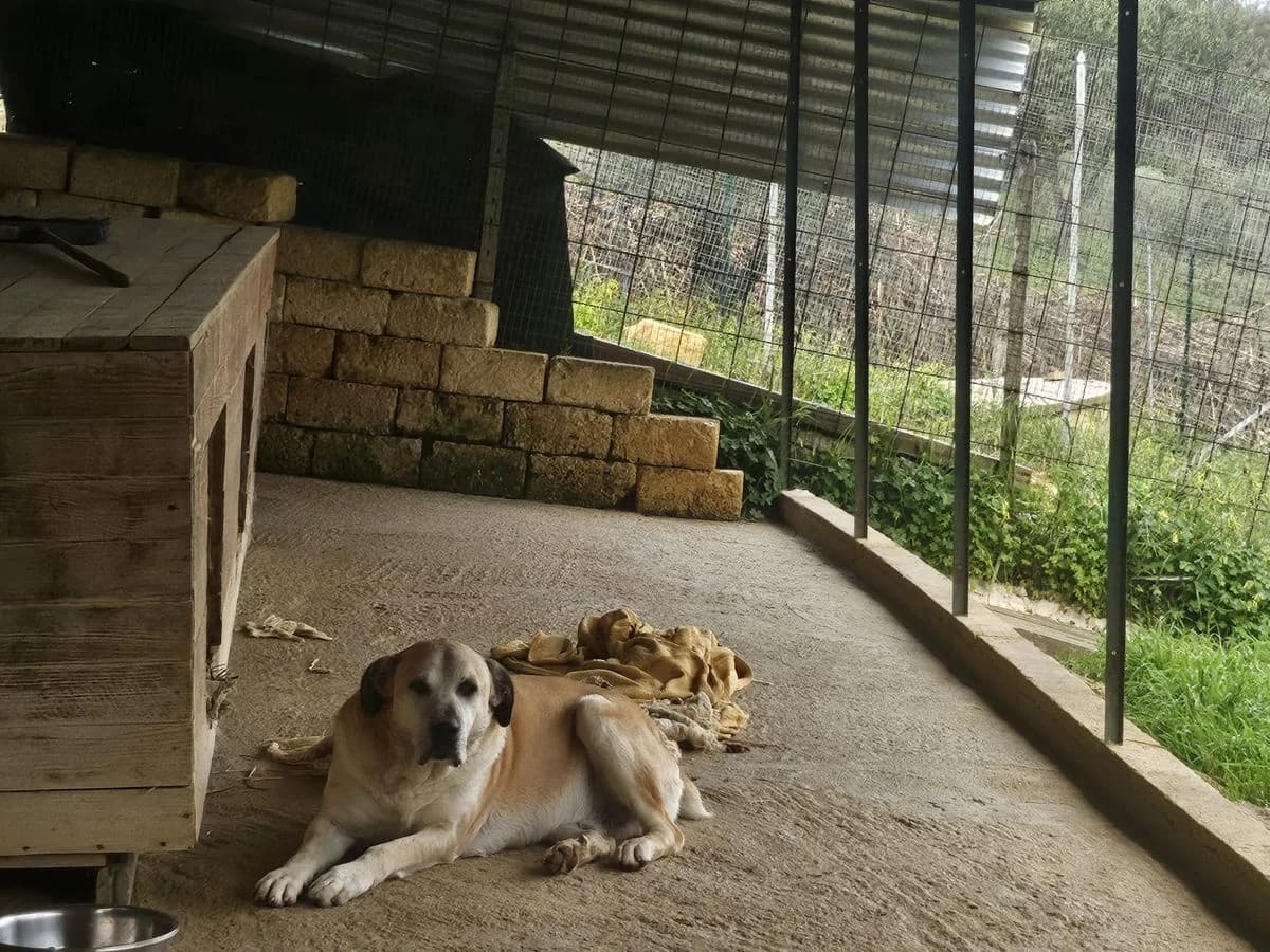Nana, beige-schwarz male senior Mixed Breed for adoption at Rifugio Canalba e.V.