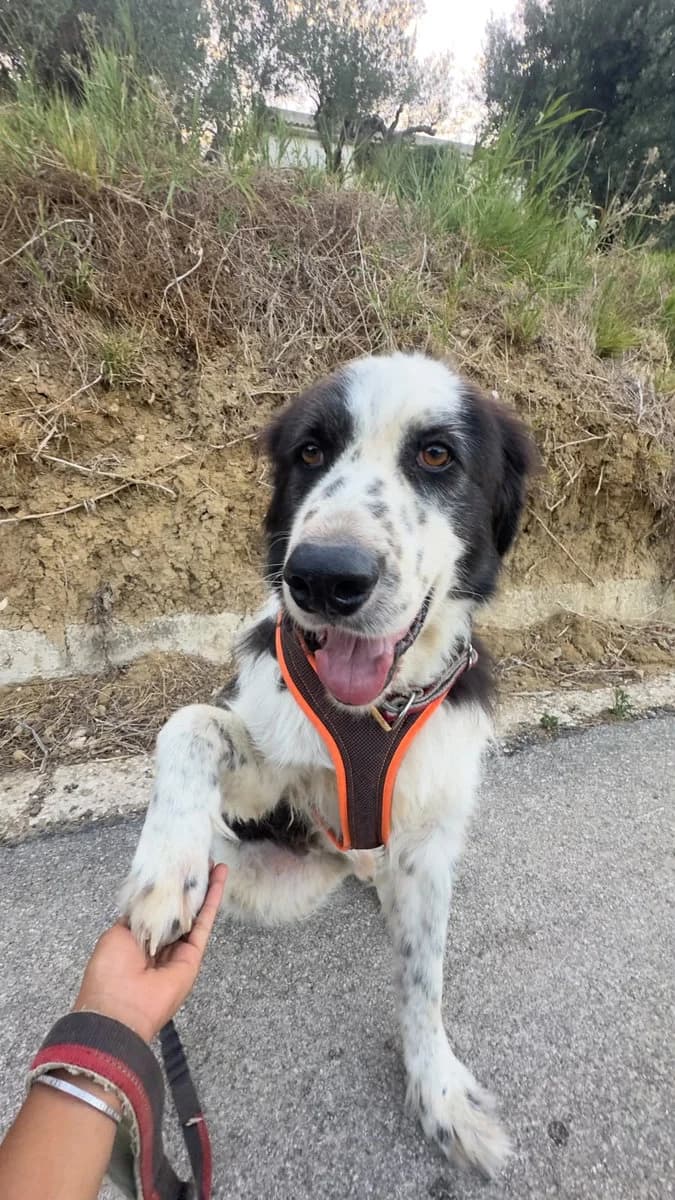 Eros, weiß-schwarz male 7yo Mixed Breed for adoption at Rifugio Canalba e.V.