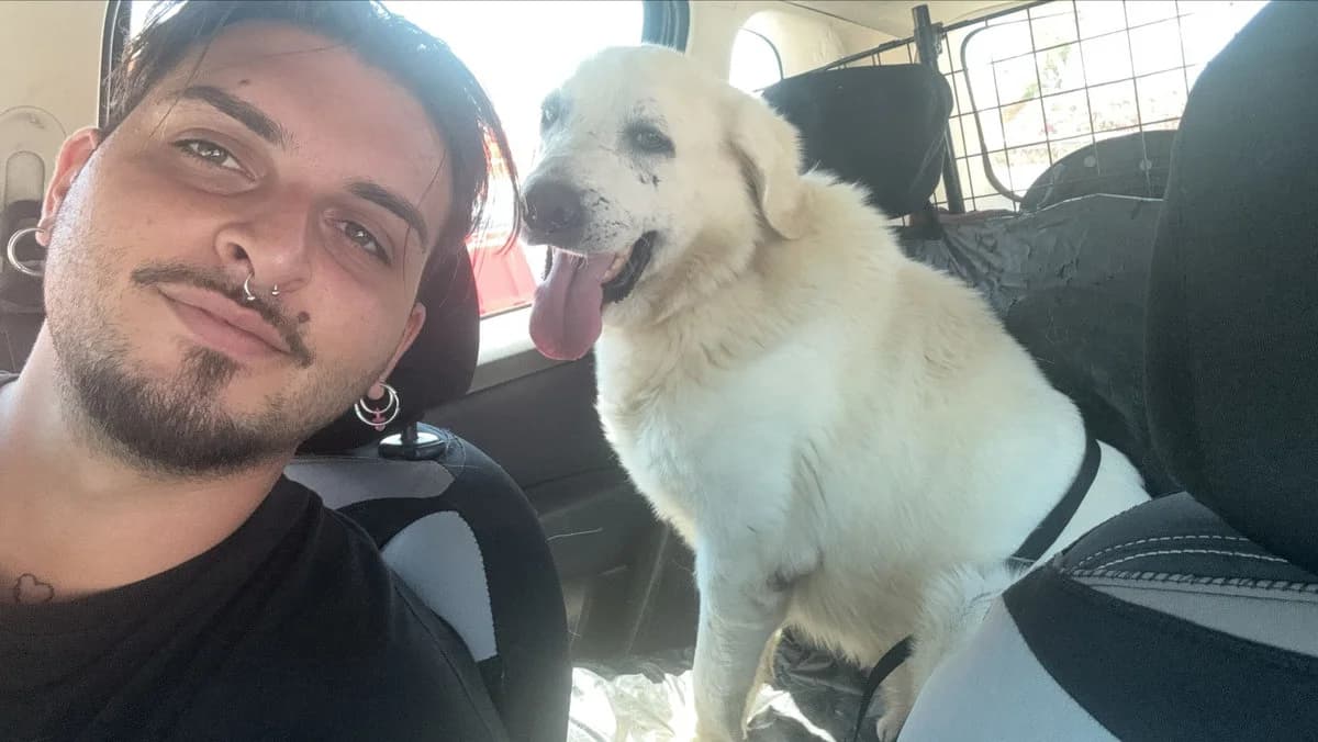 Pato, weiß male 6yo Mixed Breed for adoption at Rifugio Canalba e.V.