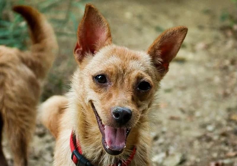 Kira, braun-beige female young Mixed Breed for adoption at Rifugio Canalba e.V.