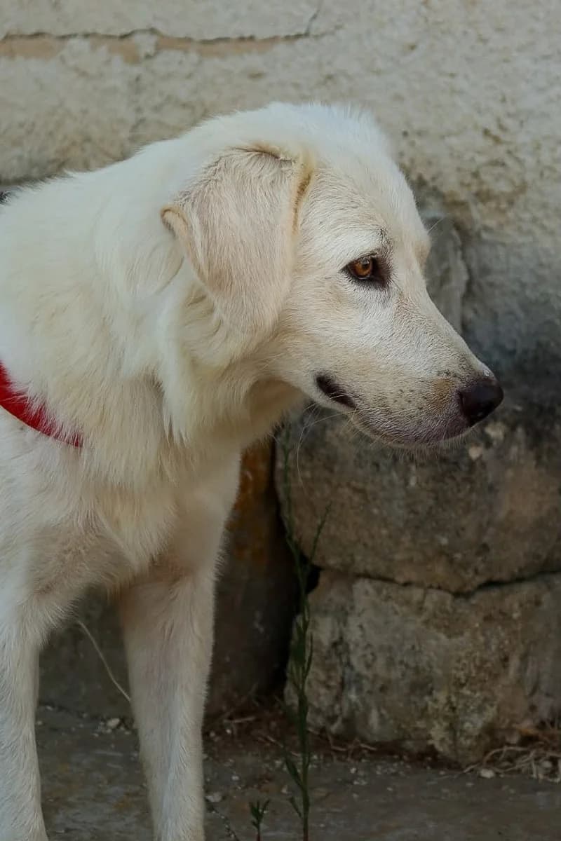 Ali, weiß male young Mixed Breed for adoption at Rifugio Canalba e.V.
