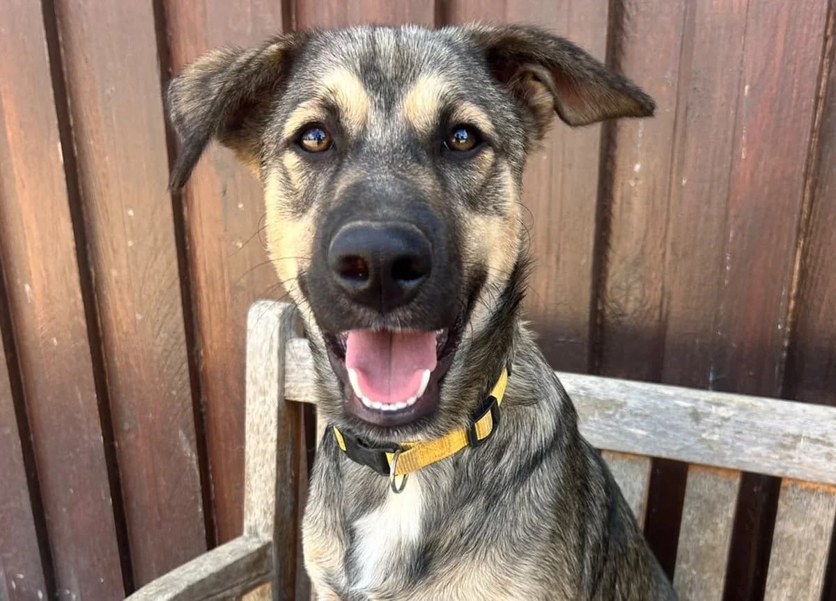 Tom, trikolor male puppy Mixed Breed for adoption at Rifugio Canalba e.V.