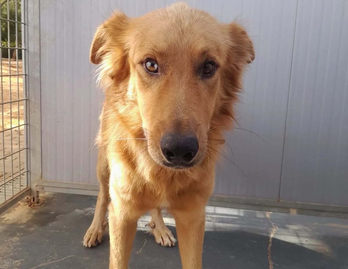 Benjy, braun male Mixed Breed for adoption at Rifugio Canalba e.V.