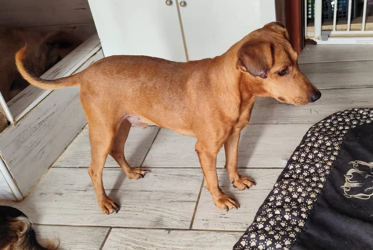Andy, hellbraun male young Mixed Breed for adoption at Rifugio Canalba e.V.
