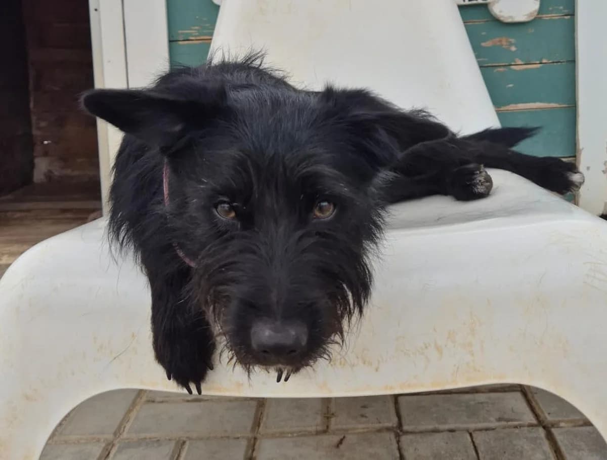 Emma, schwarz-weiß female young Mixed Breed for adoption at Rifugio Canalba e.V.