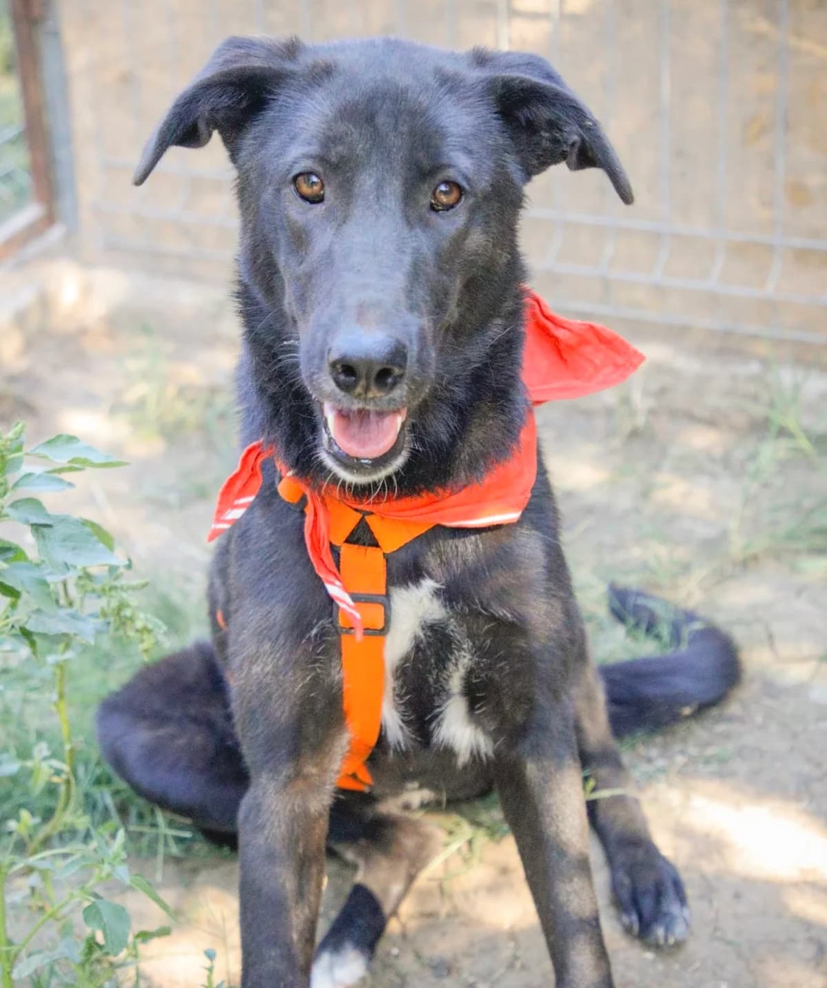 25. Anastasia, female young Mixed Breed for adoption at Salvate Canes e.V., Alfeld