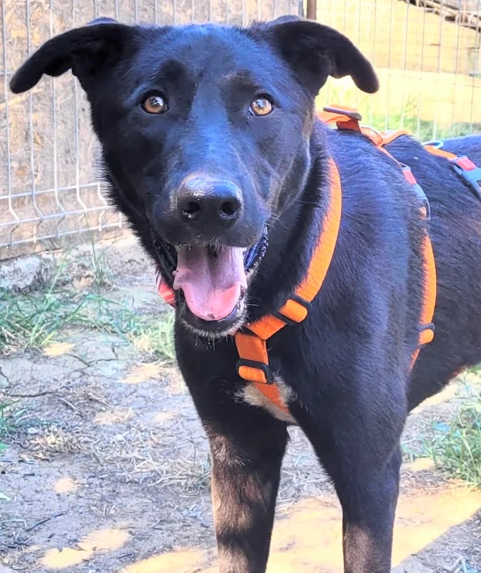27. Augusta, female young Mixed Breed for adoption at Salvate Canes e.V., Alfeld